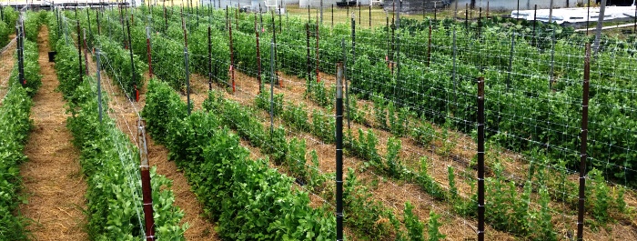 Edible Pod Pea Variety Trial